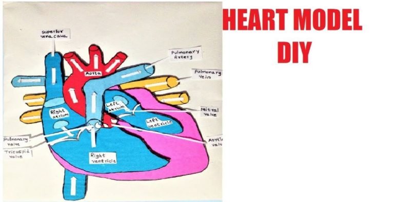 how to make Heart Model For Science Exhibition - Science Projects ...