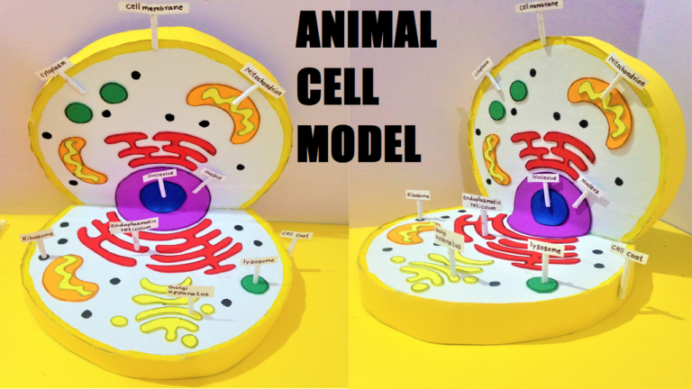 Animal cell model project for the school science exhibition or fair ...