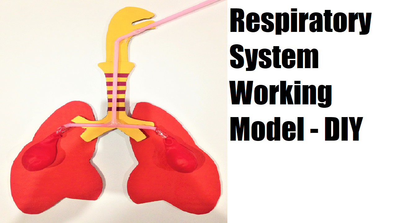 respiratory-system-working-model