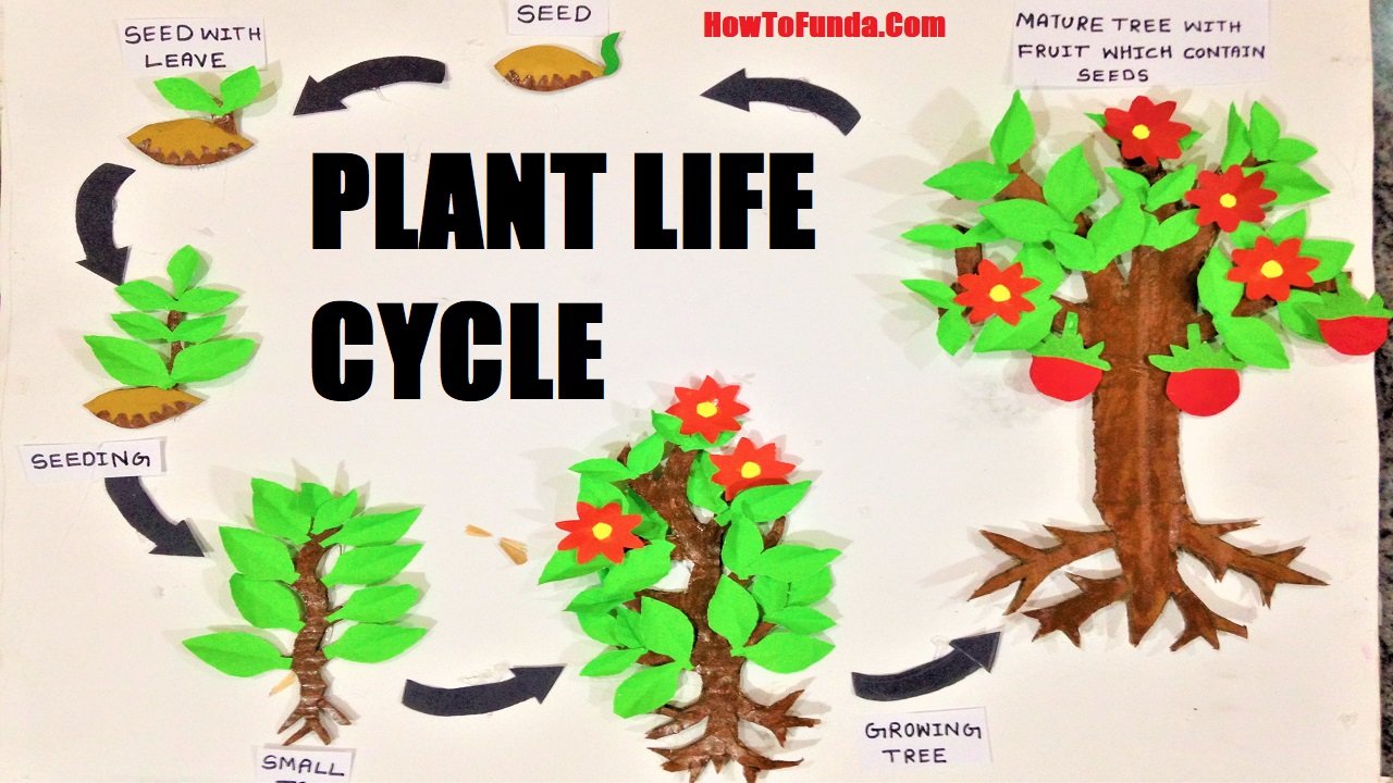 PLANT-LIFE-CYCLE-MODEL.