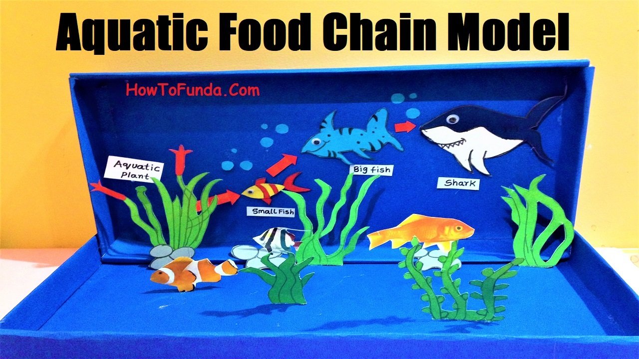 aquatic-food-chain-model