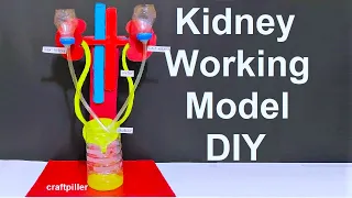 kidney working model with stand for science fair exhibition