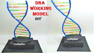 dna working model science project