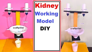 kidney working model | inspire award science project - diy