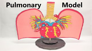 pulmonary model for science exhibition | DIY at home