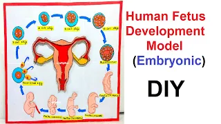 fetus development model making(stages) usng cardboard in easy steps