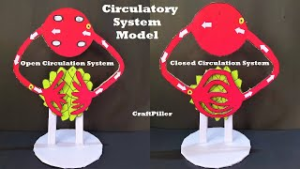 how to make open and closed circulatory system model - Science Projects ...