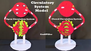 open and closed circulatory system model
