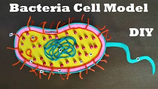 Bacteria Cell Science 3D project