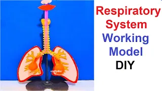 respiratory system working model for school science exhibition projects