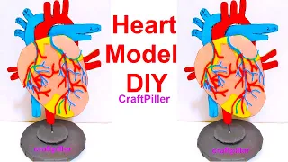 heart model with stand for science fair project