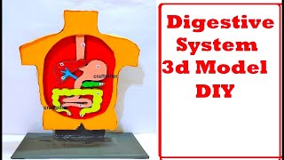 digestive system 3d model for science fair project
