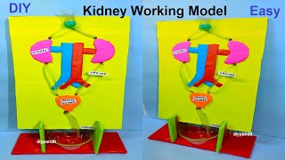 kidney working model science exhibition project - diy - using cardboard