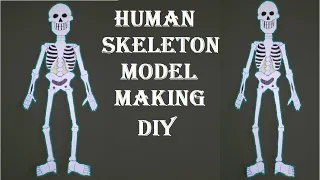 human skeleton model making in easy simple steps