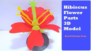 hibiscus flower parts 3d model for school science exhibition project