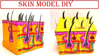 skin model project ideas | anatomy science project | DIY