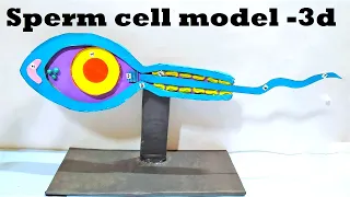 sperm cell model 3d making - DIY | biology project