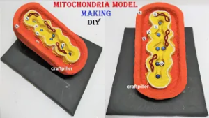 how to make mitochondria model making science project using cardboard