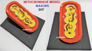 mitochondria model making science project using cardboard