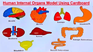Human Body Internal Organs Model Making Using Cardboard