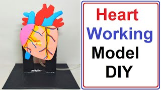 heart working model | inspire award science project - diy