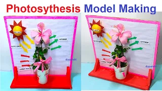 photosynthesis model making - simple and easy - diy science project for exhibition