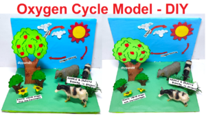 oxygen-cycle-model-making-science-project-for-exhibition-simple-and-easy-diy