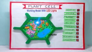 plant-cell-working-model-with-led-lights
