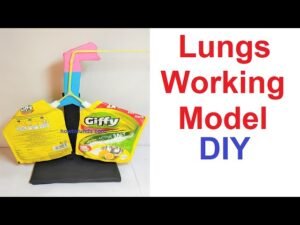 how to make human respiratory system ( lungs ) working model using ...