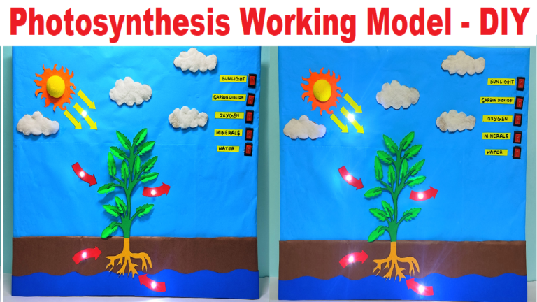 how to make photosynthesis working model science project for exhibition ...