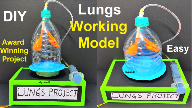 lungs working model science project exhibition - Science Projects ...