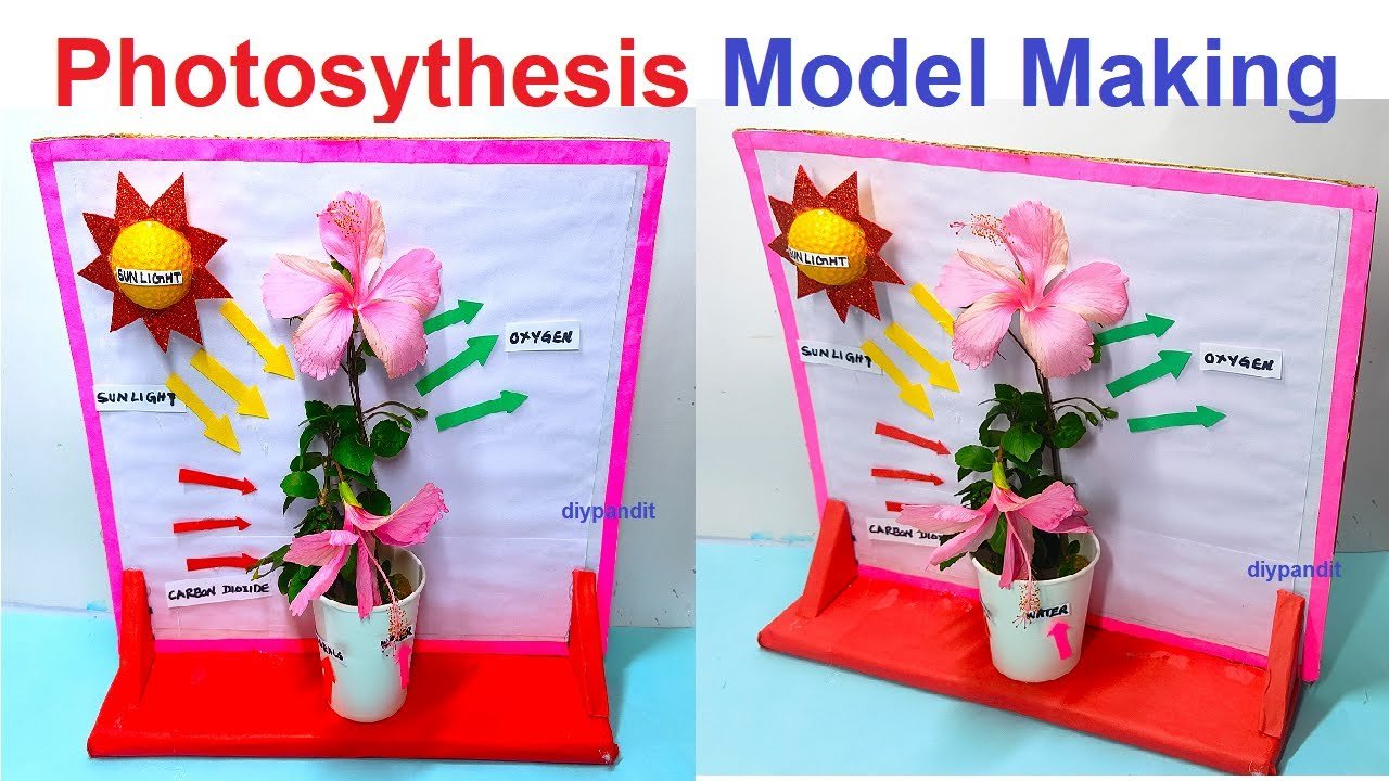 how to make photosynthesis model using real plant and cardboard