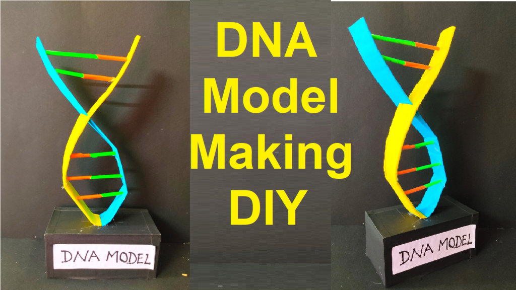 how to make DNA model using cardboard and colored paper - Science ...