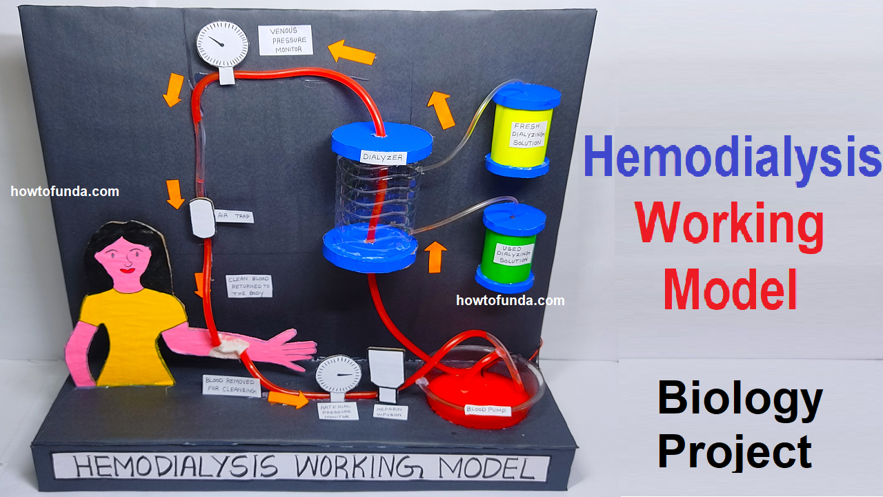 hemodialysis-working-model-biology-project-diy-step-by-step