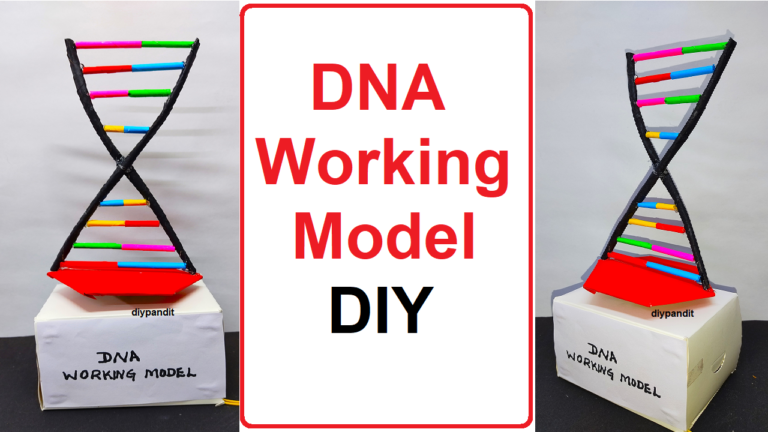 dna working model science project for exhibition – diy – simple and ...