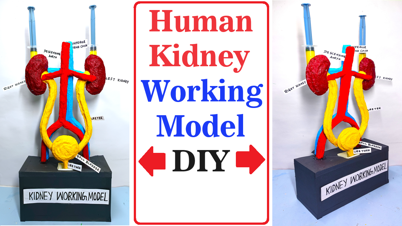 human-kidney-working-model-3d-science-project-for-exhibition-diy-craftpiller
