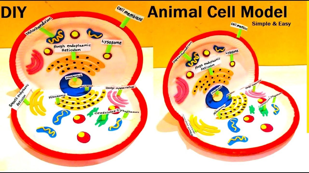 animal-cell-model-making-waste-materials