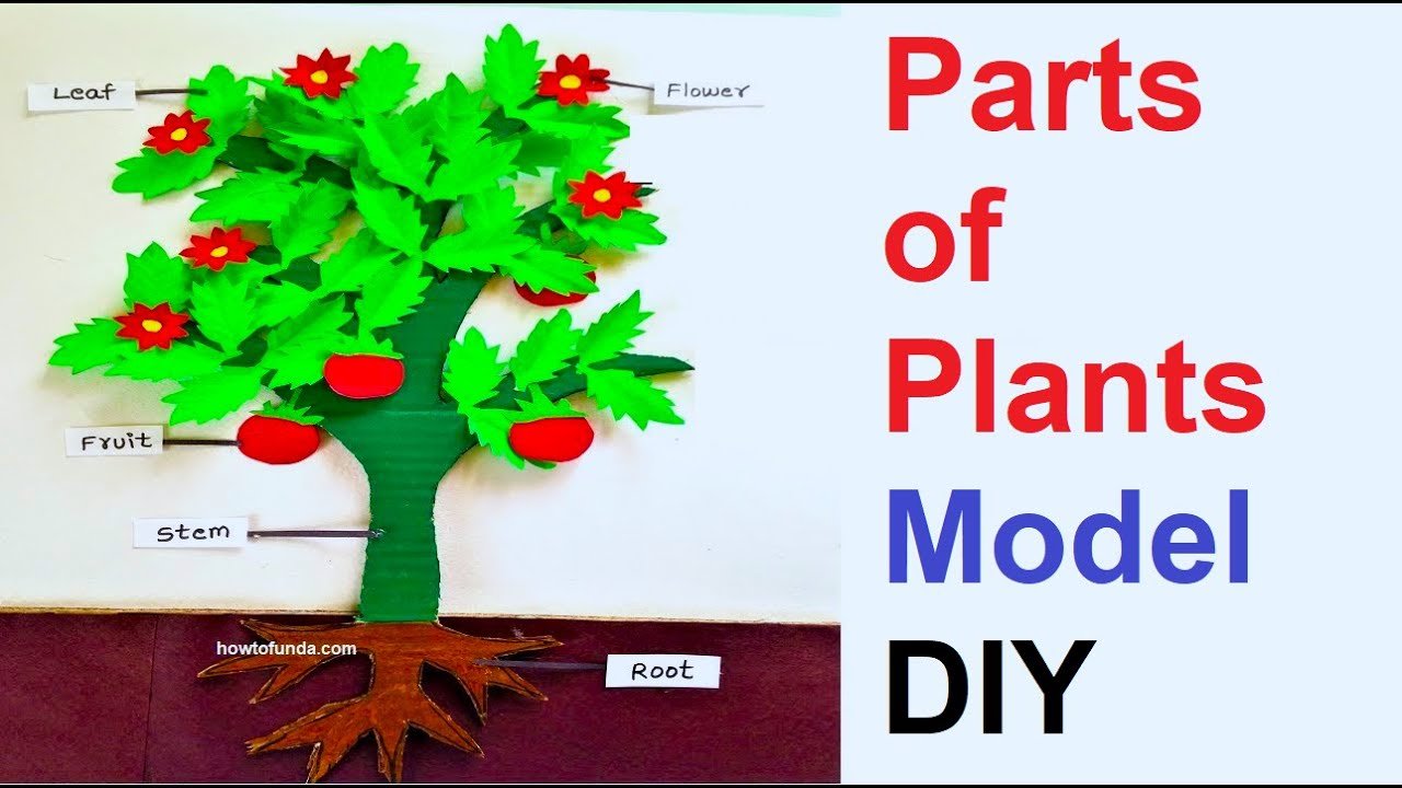 parts-of-plants-model-with-flowers-and-roots-using-cardboard-and-color-paper