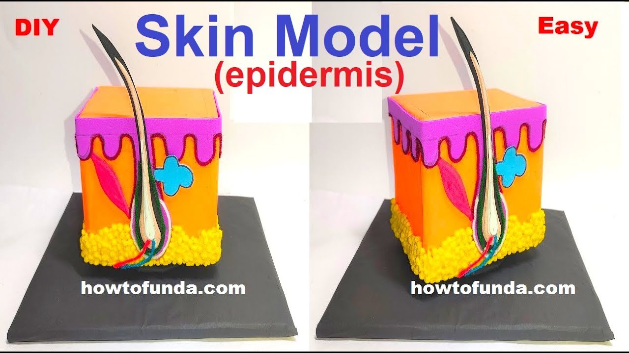 skin-model-epidermis-biology-project