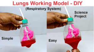 how to make working model of lungs using plastic bottles, balloons, and ...