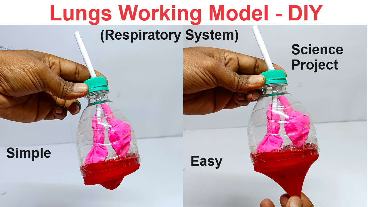 lungs-working-model-respiratory-system-working-model-using-bottle-and-balloon-diy-diypandit