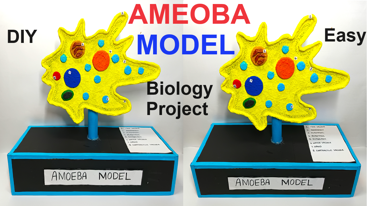 amoeba model project for science project exhibition - diy - craftpiller