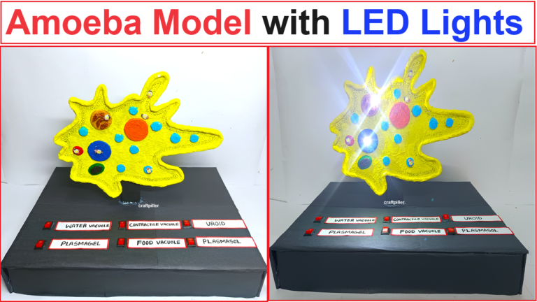 how to make the model of an amoeba with led lights - Science Projects ...