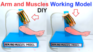 how to make working model of arms and muscles - Science Projects ...