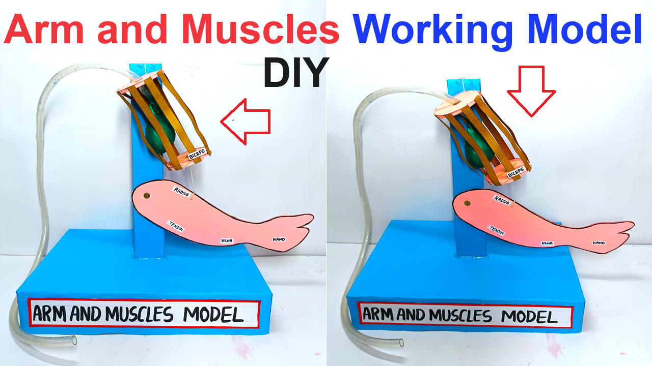 arms and muscles working model for science exhibition - diy - craftpiller - biology project - innovative project