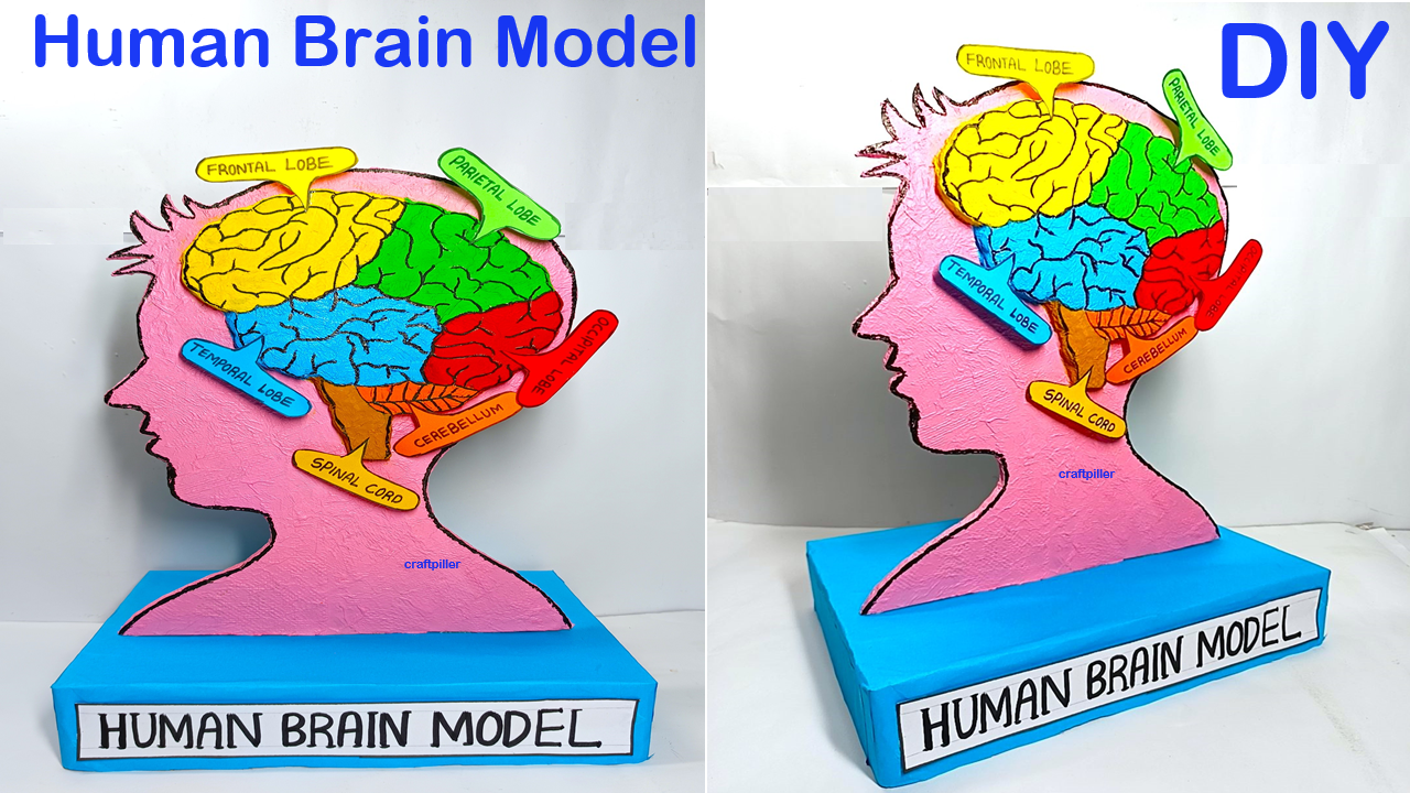 human brain model making - diy - craftpiller