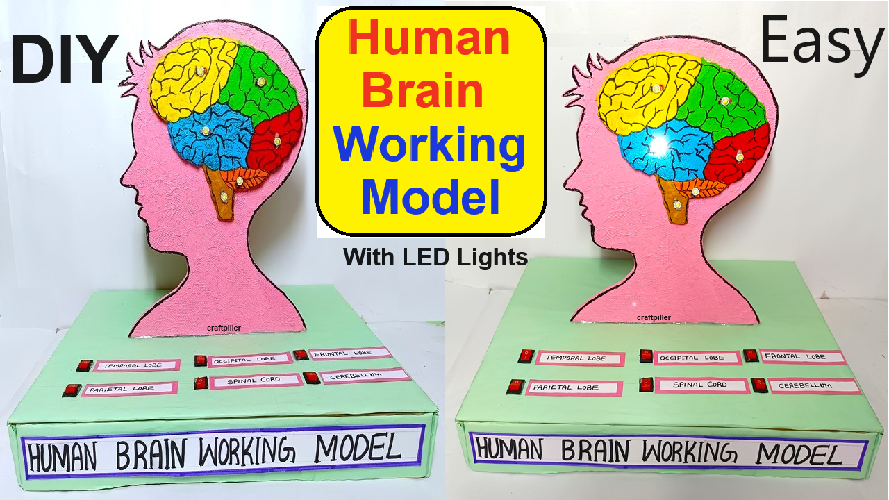 human brain working model with led lights - science project exhibition - diy - craftpiller