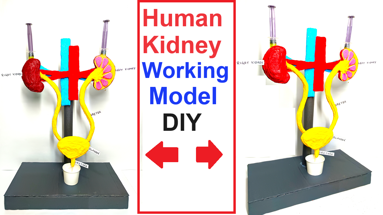 human kidney working model 3d for science project exhibition - diy - craftpiller