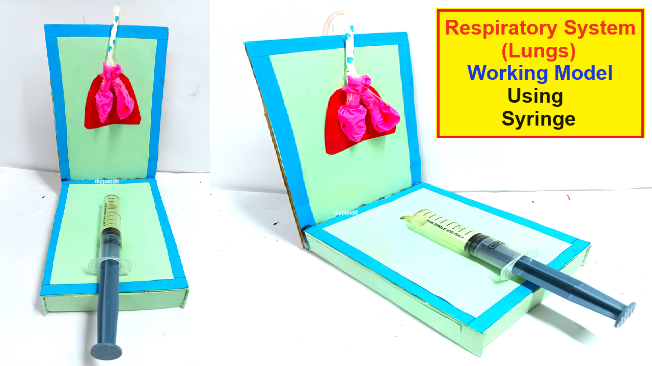 human respiratory working model(lungs) for science exhibition - diy - diypandit - using syringe and balloons