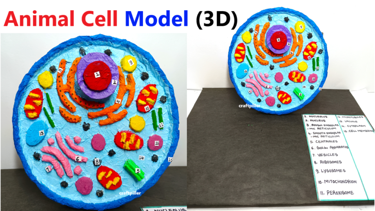 how to make 3D animal cell model for science exhibition - Science ...